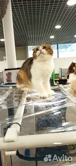 Шотландские вислоухие котята