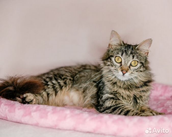 Кошка фенотип сибирской в дар