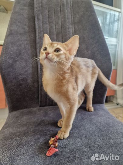 Абиссинская кошка