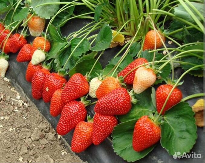 Клубника Азия