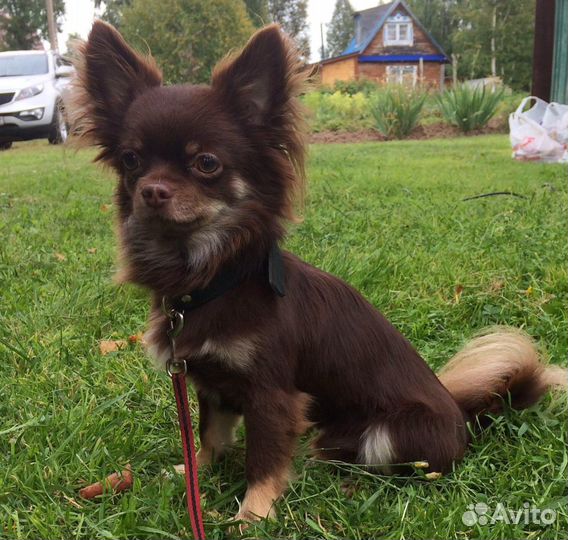 Вязка чихуа