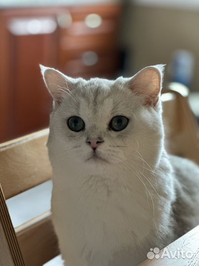 Продажа кота