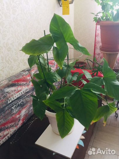 Сингониум комнатное растение