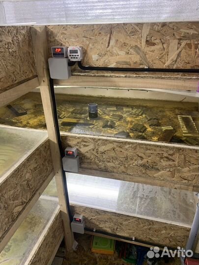 Узв для австралийского рака