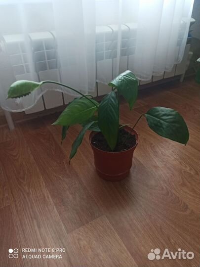 Спатифиллум