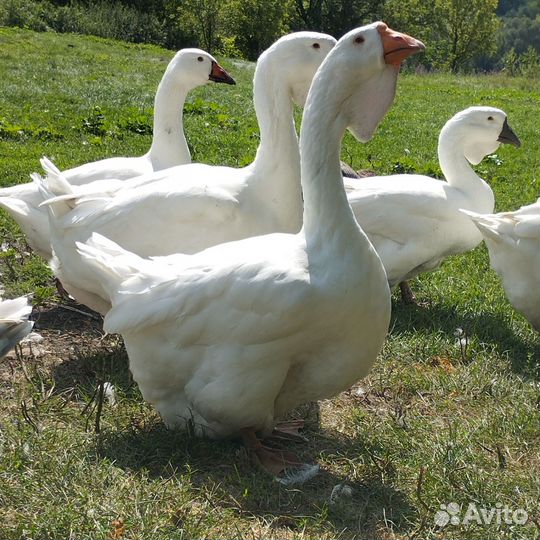 Холмогоры гуси