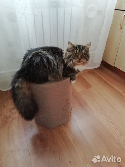 Молодой котик