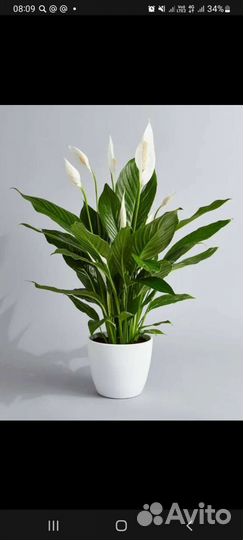 Спатифиллум малыши