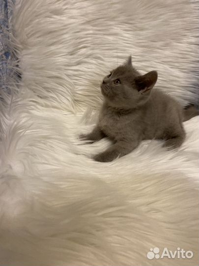 Британский лиловый котёнок