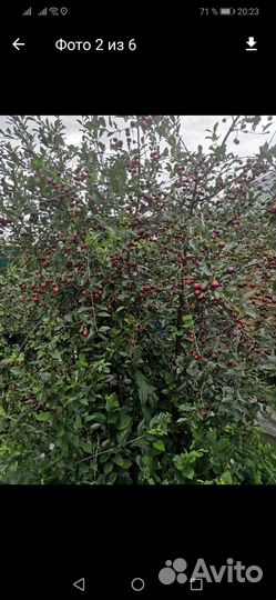 Саженцы вишни