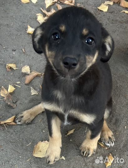 Щенок в добрые руки