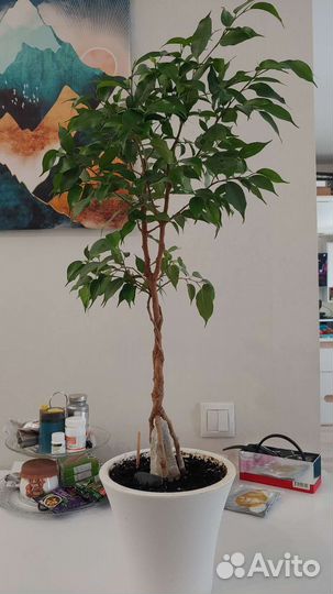 Фикус Наташа