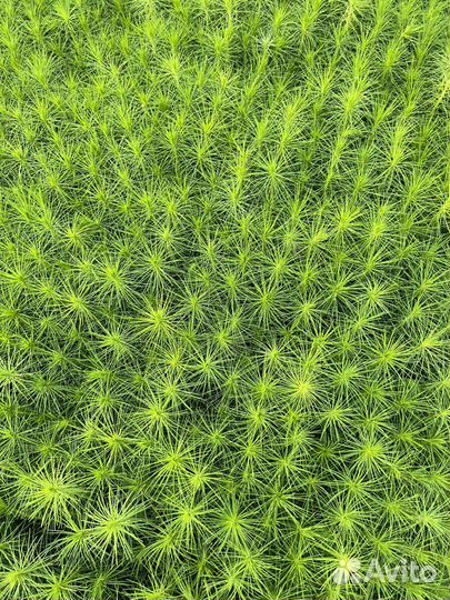 Зкс и окс Сосна Ель Лиственница сеянцы Голуб горн