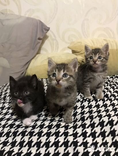 Котята в добрые руки