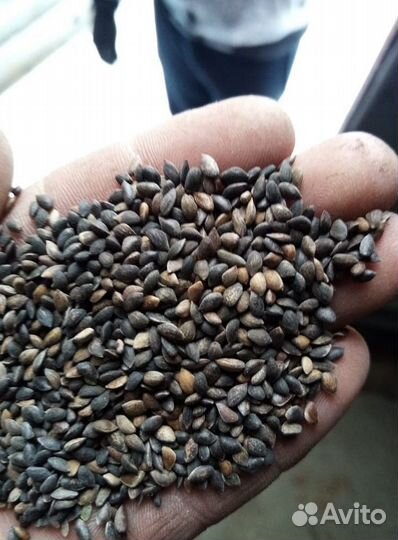 Семена ели обыкновенной