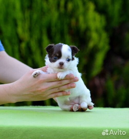 Чихуахуа девочки Дш