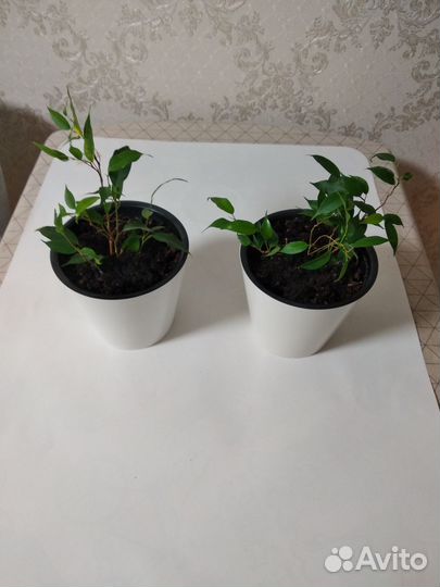 Продам фикус бенджамина