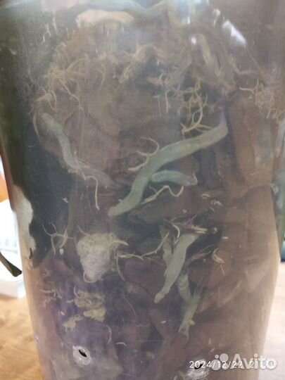 Орхидея фаленопсис