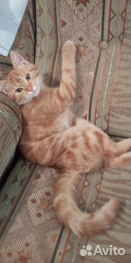 Кот рыжий