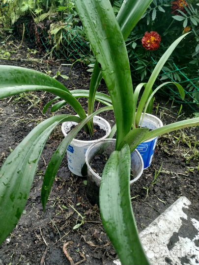 Гиппеаструм детки