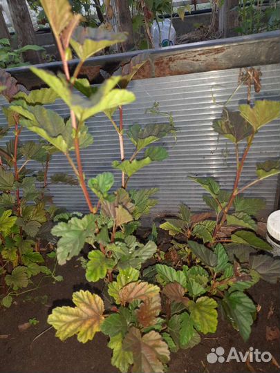 Декоративные кустарники