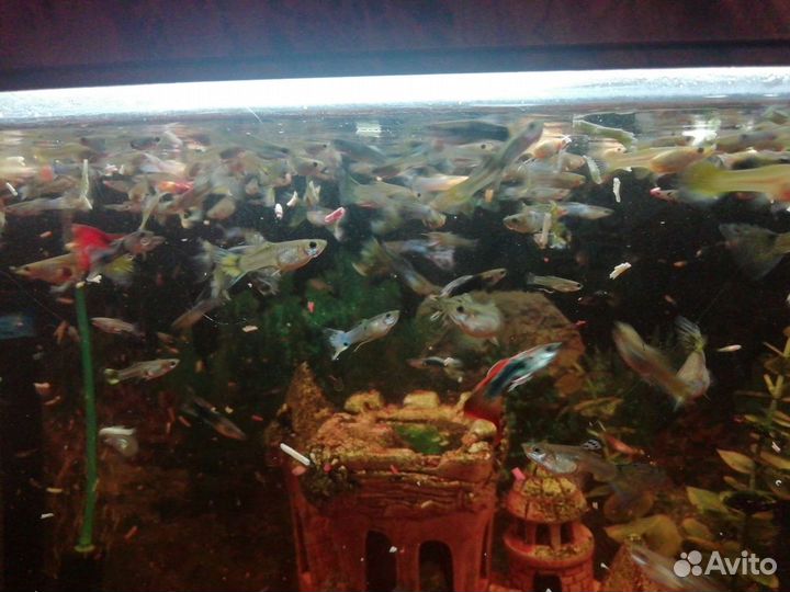 Рыбки гуппи