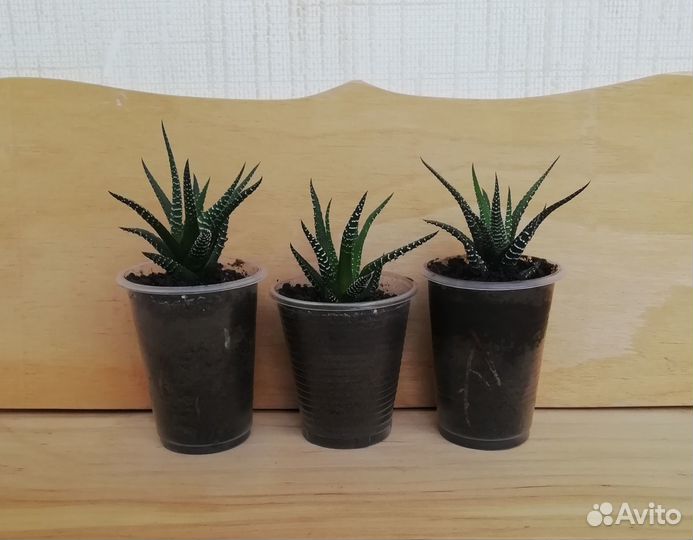 Хавортия, отросток