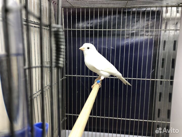 Кенара и канарейки