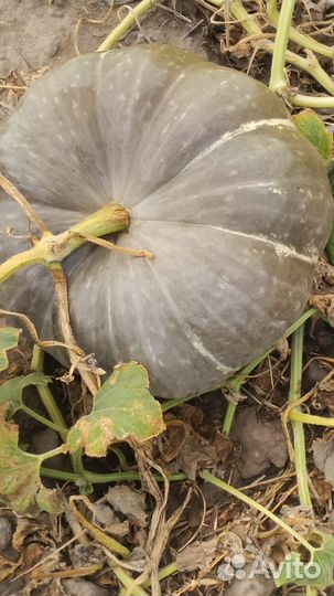 Тыква Арбуз