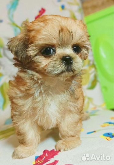 Мальтипу мини