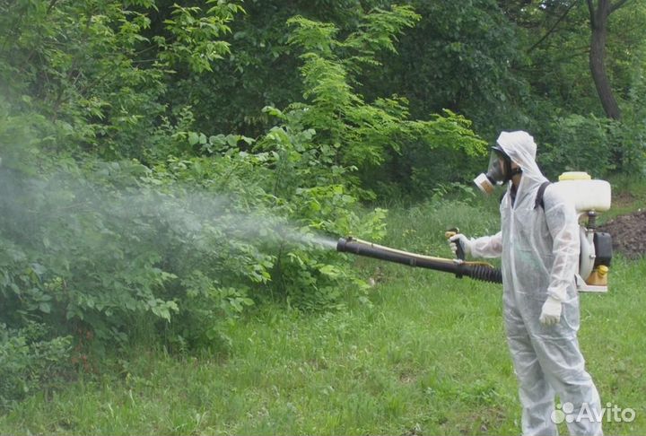 Уничтожение клопов тараканов грызунов грибка плесе