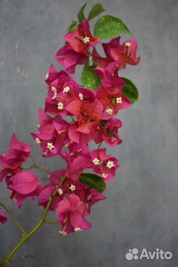 Бугенвиллия