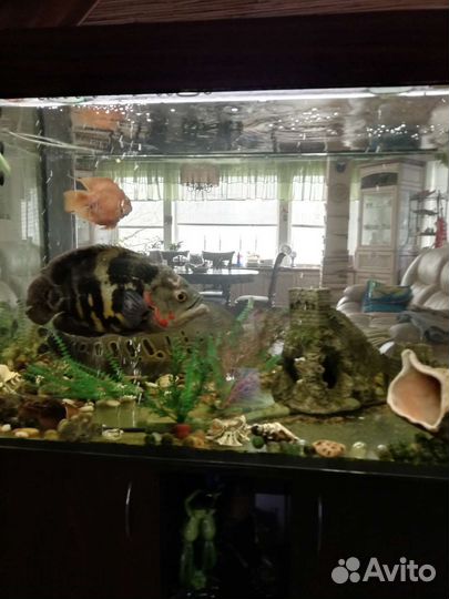 Аквариум с полным комплектом