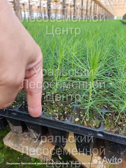 Сосна сеянцы зкс, окс на весну