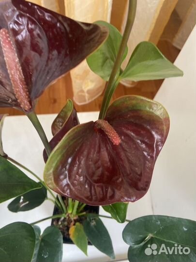 Антуриум эссенция