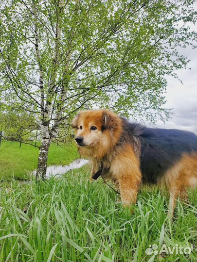 Собака для счастья