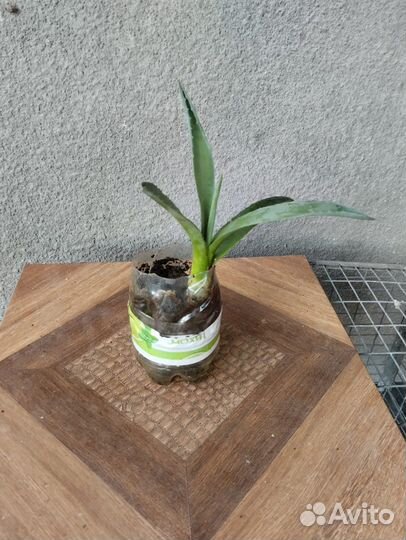 Агава (детки)