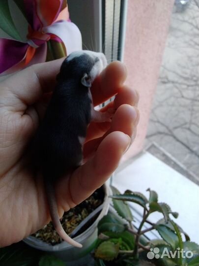 Крысята дамбо и короткошорстные