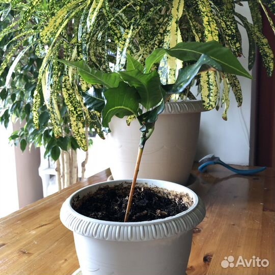 Кротон с о. Самуи