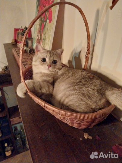 Породистый кот ищет подружку на время)