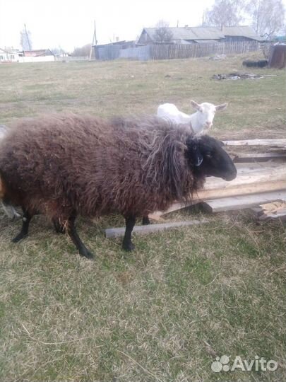 Баран, Козы