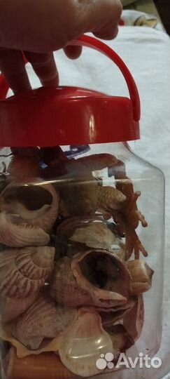 Морские ракушки раковины