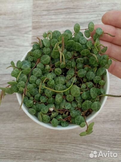 Сансевиерия, хойя, пеперомия, филодендрон