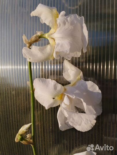 Ирисы с корнями