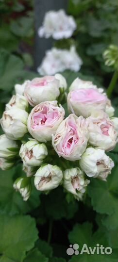 Пеларгония юв Дайнерис