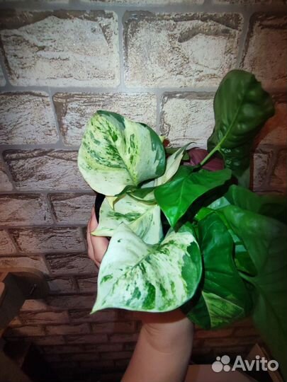 Сингониум Панда Сциндапсус Хэппи Лиф