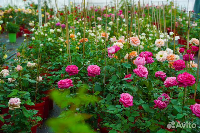 Розы флорибунда, плетистые