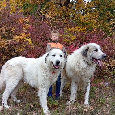 Пиренейская горная собака, щенок