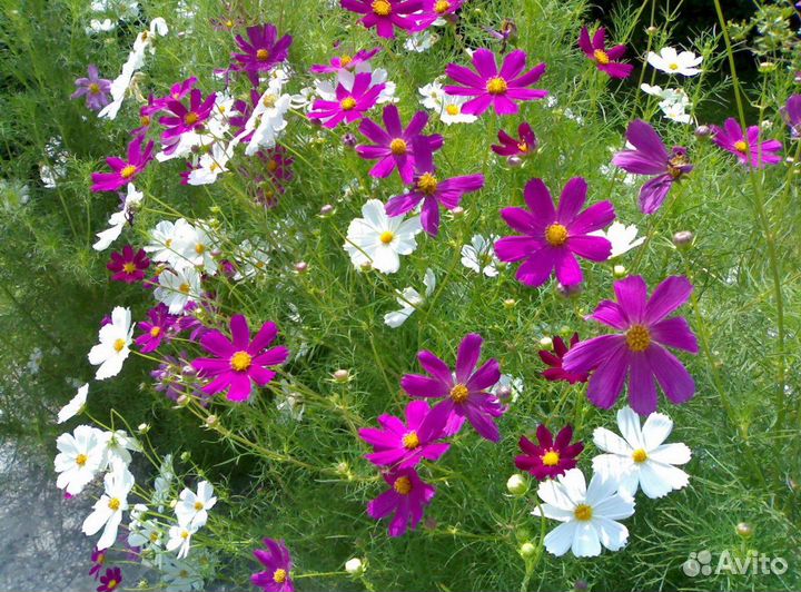 Космея рассада