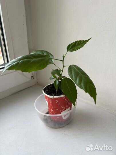 Гибискус махровый красный